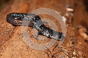 Slimy Salamander (Plethodon glutinosus)