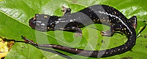 Slimy Salamander (Plethodon glutinosus)