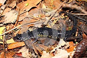 Slimy Salamander (Plethodon glutinosus)