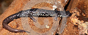 Slimy Salamander (Plethodon glutinosus)