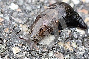 Slimy Slug