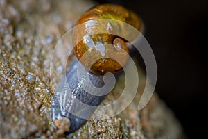 Slimy Snail Crawls On Log