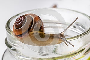 Slimy snail on a glass flask isolated on white