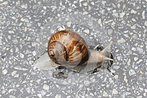 Slimy snail on marble