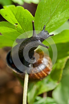 Slimy snail at a plant