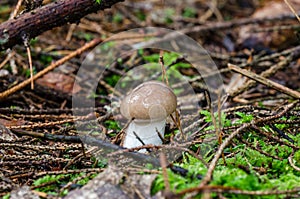 Slimy spike-cap grow in forest photo
