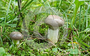 Slimy spike-cap, Gomphidius glutinosus growing among moss