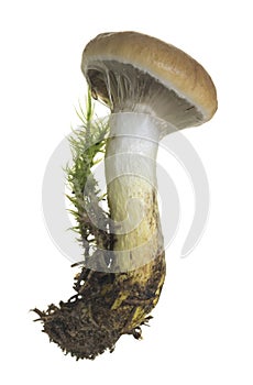 Slimy spike-cap, Gomphidius glutinosus isolated on white background