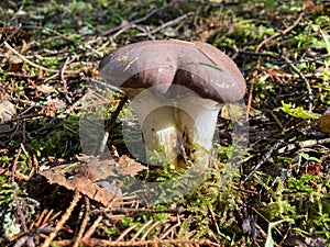 Slimy spike-cap grow in forest