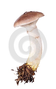 Slimy spike-cap isolated on white