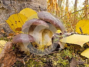 Slimy Spike-cap yellow aspen leaves fall forest