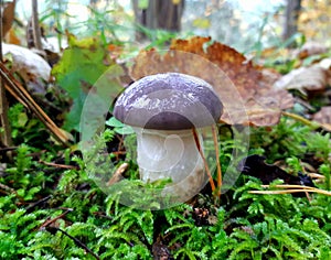 Slimy spike mushroom on green moss in autumn forest