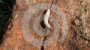 Slimy white forest slug crawling on the dirt of a wet forest bottom