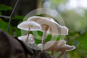 Porcelain fungus is native to Europe, and specific to beech wood, where it appears in autumn on dead tree like trunks and fallen b