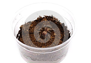 Sling Brachypelma albiceps or Mexican golden red rump tarantula