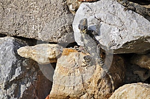 Sling Tailed Agama
