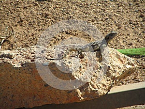 Sling-tailed Stellagama stellio rock agama crawling on rocks