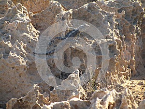 Sling-tailed Stellagama stellio rock agama crawling on rocks