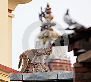 Slink monkey on the wall in Swayambhunath