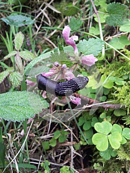 Slip over flowers photo