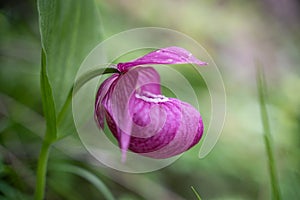 A slipper of a bright pink orchid among the green grass. Fragrant flowering of plants. Beautiful flowers. Enjoy nature.