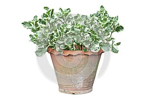 Slipper flower, Redbird Cactus, Jew-Bush, Zigzag Plant or Euphorbia tithymaloides is a Thai herb in pot in the garden.