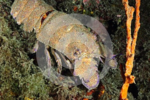 Slipper lobster