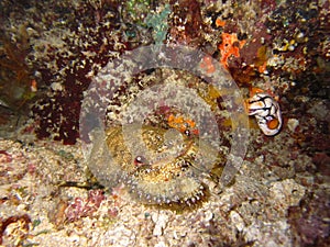 Slipper Lobster