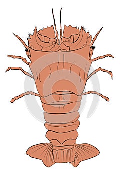 Slipper Lobster Illustration
