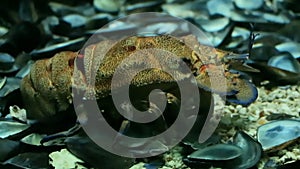 Slipper lobster Scyllarides latus in the water.