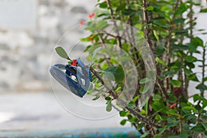 Slippers of kidnapped man who witnessed the crime were left hanging on bush after he was kidnapped during a walk. Search for