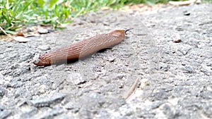 Slippery brown slug with black head crawls on the asphalt. Red roadside slug Arion rufus on the street during the day.