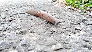 Slippery brown slug with black head crawls on the asphalt. Red roadside slug Arion rufus on the street during the day.