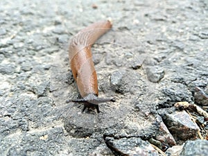 Slippery brown slug with black head crawls on the asphalt. Red roadside slug Arion rufus on the street during the day