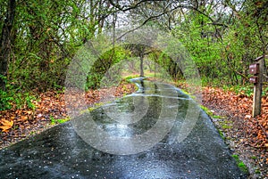 Slippery country road in a forest after the rain in Chico, California, USA