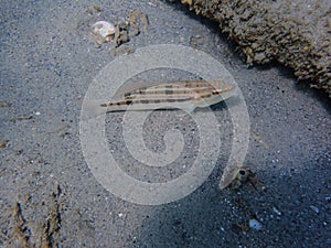 A Slippery Dick Wrass in the ocean