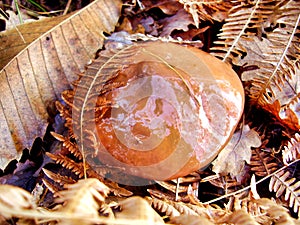 Slippery Jack Mushroom