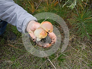 Slippery jack mushrooms