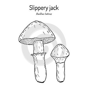 Slippery jack or sticky bun Suillus luteus , edible mushroom