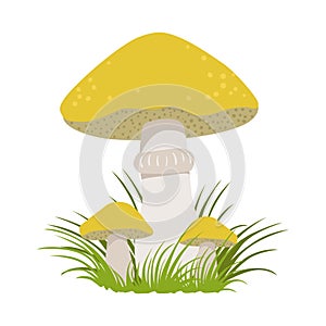 Slippery jack, suillus luteus, edible forest mushrooms. Colorful cartoon illustration