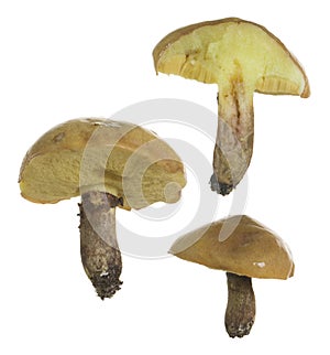 Slippery jack, Suillus luteus edible mushroom isolated on white background