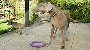 Slipping dogs doggy breed weimaraner pets animals