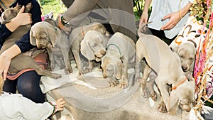 Slipping dogs doggy breed weimaraner pets animals