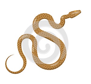 Slither Brown Python Snake Top View Vector Icon