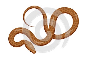 Slither Brown Python Snake Top View Vector Icon photo