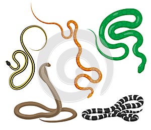 Slither Snakes Top View Vector Icons Set