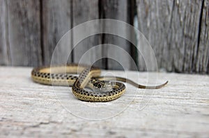 Slithering garter snake