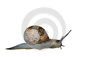 Slithering Snail