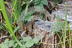 Slithering stump