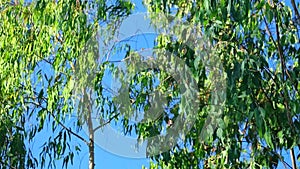 Sliver Birch Tree Foliage With Blue Sky Background